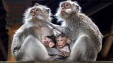 Μακάκοι στο Γιβραλτάρ τρώνε χώμα για να αντιμετωπίσουν τις επιπτώσεις του… junk food από τουρίστες