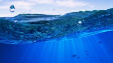 Θαλάσσιο φύκι «δίνει» αποτελεσματικά αντιβιοτικά και αντικαρκινικά φάρμακα