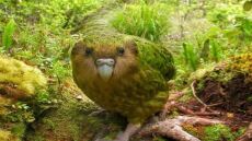 Σπάνιοι «παχουλοί» παπαγάλοι, στο χείλος της εξαφάνισης, έσπασαν φέτος κάθε ρεκόρ ζευγαρώματος