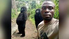 Επική σέλφι στο Κογκό με... δύο γορίλες! 