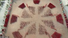 Όταν η πολεμική τέχνη γίνεται απλά... τέχνη: Δείτε την εκπληκτική «χορογραφία» μαθητών Κουνγκ Φου από ψηλά!