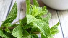 Το αρωματικό φυτό που θωρακίζει το πεπτικό σύστημα