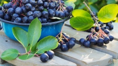  Olympic Terra: Αυτά είναι τα ελληνικά superfoods 