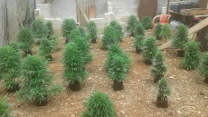 Άργος: Ισοβίτης και δραπέτης φυλακών καλλιεργούσε κάνναβη! 