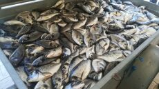 Λαθραλιείς έκλεβαν... τσιπούρες στο Ναύπλιο!