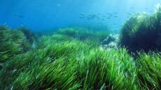 Νορβηγία: Φύκι - φονιάς αποδεκατίζει εκατομμύρια σολομούς εκτροφής