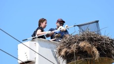 Ιωάννινα: Έβαλαν «ταυτότητες» στους πελαργούς της Παμβώτιδας