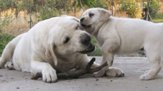 Ο σκύλος που αγαπά όλο τον κόσμο!