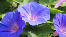 Το λιλιπούτειο φυτό που κρύβει μια δραστική αντικαρκινική θεραπεία