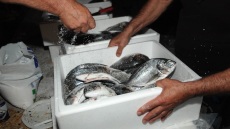 Η Τουρκία «πιέζει» και τα ελληνικά ψάρια - Επεσε η τιμή για τσιπούρα και λαβράκι