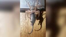 Τεράστια αράχνη «καταβροχθίζει» πόσουμ σε μια φωτογραφία... σκέτο εφιάλτη