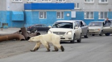 Ρωσία: Βρέθηκε η εξουθενωμένη πολική αρκούδα που περιπλανιόταν σε πόλη της Σιβηρίας 