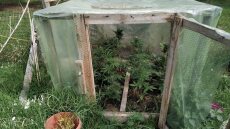 Κιλκίς: Με κλεμμένο όπλο φύλαγε την χασισοφυτεία στο κοτέτσι!