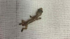 Ταϊλάνδη: Άντρας αισθανόταν πόνους στο αυτί και βρήκε μια σαύρα μέσα σε αυτό!