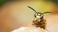 Σφήκες έστειλαν στο νοσοκομείο αστυνομικό στην Κρήτη