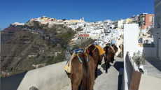 Το αθέατο δράμα των ιπποειδών ελέω... greek summer - Δείτε βίντεο 