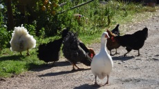 Ανακάλυψαν... κλεφτοκοτά που ρήμαζε αγρόκτημα στην Άρτα