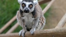 ΗΠΑ: Καλιφορνέζος έκλεψε γηραιό λεμούριο από ζωολογικό κήπο για να τον κρατήσει ως... pet