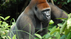 Οι γορίλες έχουν φίλους και κάνουν πάρτι!