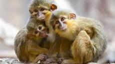 Κένυα: Βρέθηκε απολίθωμα μικροσκοπικού πιθήκου 4,2 εκατ. ετών