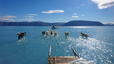 Παγκόσμια ανησυχία: Ο καύσωνας κατευθύνεται στη Γροιλανδία