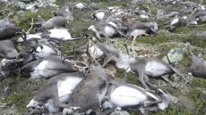 Αρκτική: Βρέθηκαν 200  νεκροί τάρανδοι λόγω της πείνας του χειμώνα