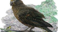 «Ηρακλής ο απρόσμενος»: Βρέθηκε απολίθωμα παπαγάλου «γίγαντα» που ζύγιζε 7 κιλά!