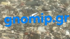 Αχαΐα: Δεκάδες νεκρά ψάρια στην παραλία του Δρεπάνου
