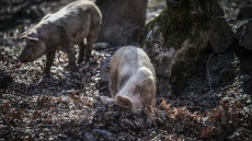 Σερβία: Ανέφερε τέσσερις περιπτώσεις πανώλης των χοίρων σε οικόσιτους χοίρους