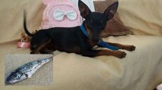 Ρέθυμνο: Σκυλάκι έφαγε (τοξικό) λαγοκέφαλο και σώθηκε από θαύμα