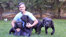 Ο ρωμαλέος σκύλος Cane Corso είναι ο τέλειος σωματοφύλακας