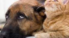 Γιατί να δώσω πρωτόγαλα στον σκύλο και τη γάτα;