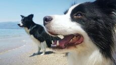 Μπόρντερ Κόλι: Ο ευαίσθητος Αϊνστάιν των σκύλων