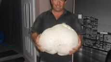 Μανιτάρι... γίγας 11 κιλών στα Γρεβενά