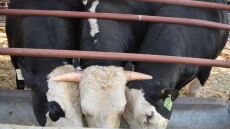 Επιστήμονες δημιούργησαν ταύρους χωρίς κέρατα που περνούν τη μετάλλαξη και στα μοσχάρια