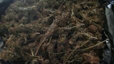 Βρήκαν πάνω από δυόμισι κιλά χασίς και ψάχνουν τη φυτεία