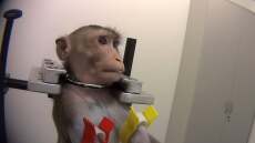 Γερμανία: Σάλος από τις εικόνες κακοποίησης πειραματόζωων - Σκληρό βίντεο