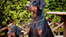 Ντόμπερμαν: Δυναμικός, τρυφερός και απόλυτα αφοσιωμένος