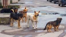 Νοσοκομείο Κιλκίς: Επιθέσεις από αδέσποτους σκύλους καταγγέλλουν οι εργαζόμενοι