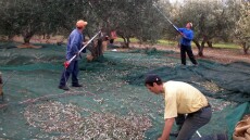 Lockdown: Πώς θα γίνονται μετακινήσεις για τη συγκομιδή ελιάς - Τι ισχύει για κυνήγι και ψάρεμα