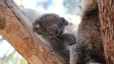 Αυστραλία: Έβαλαν 20 κοάλα στο αυτοκίνητό τους για να τα σώσουν από τις πυρκαγιές