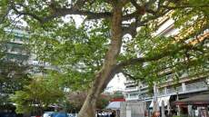 Θεσσαλονίκη: Τέσσερα υπεραιωνόβια πλατάνια θα ανακηρυχθούν διατηρητέα μνημεία
