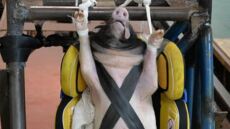 Σάλος για τους Κινέζους που χρησιμοποίησαν γουρούνια σε crash test για παιδικά καθίσματα