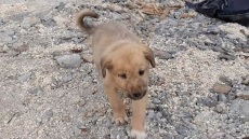 Συρία: Σώθηκε το κουτάβι που βρισκόταν στον ίδιο χώρο με τον Μπαγκντάντι