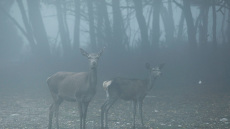 Δείτε φωτογραφίες- Πάρνηθα: Παραμυθένιο τοπίο στην ομίχλη
