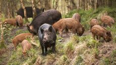 Δήμος Διονύσου: Οδηγίες προστασίας από τα... αγριογούρουνα