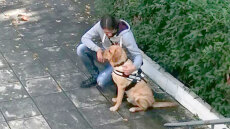 Najak: Ο σκύλος-οδηγός που συντροφεύει 28χρονο με οπτική αναπηρία