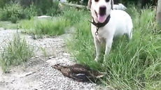 «Viral» βίντεο: «Οσκαρικός»... θάνατος πάπιας!