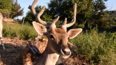 ΗΠΑ: Φωτογραφία «μια στο εκατομμύριο» για ελάφι με τρία κέρατα!