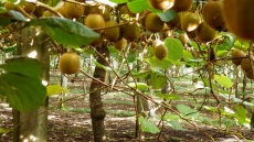 Στη μακρινή Ταϊλάνδη «ταξιδεύει» το ελληνικό ακτινίδιο